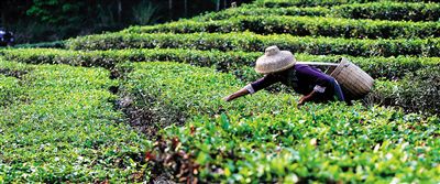 白沙启动“绿茶一体化项目”，并进展顺利。图为茶农清晨在茶园采茶。本报记者