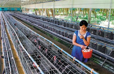 白沙目前已建成46个家禽合作社。图为一专业合作社社员在自家标准化鸡舍内捡蛋。