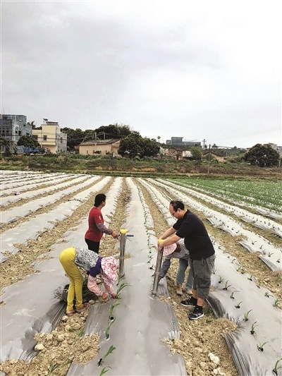 黄铭（右）和村民一起种植农作物。 本报记者刘建威 摄 